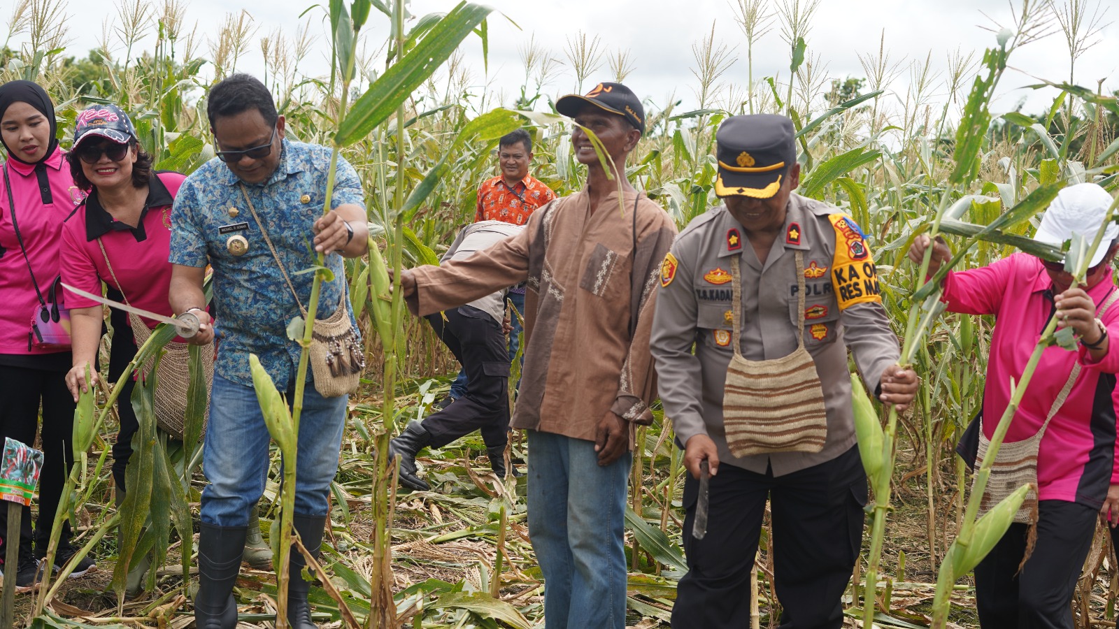 penjabat-bupati-mappi-hadiri-panen-perdana-jagung-seluas-satu-hektar